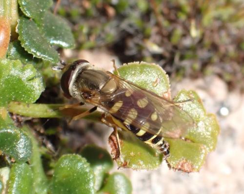 Réf. 327 798 : Eupeodes corollae